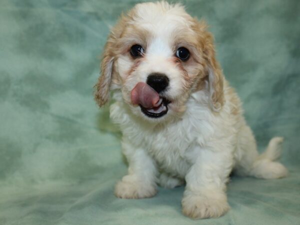 Cavachon DOG Female BLENHEIM 18997 Petland Dalton, Georgia