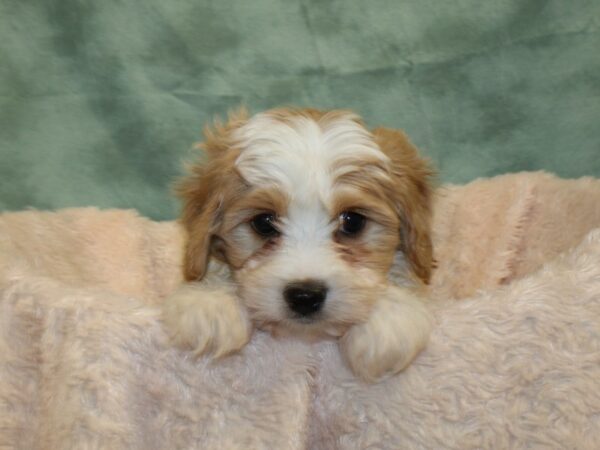 Cavachon-DOG-Male-BLENHEIM-18998-Petland Dalton, Georgia