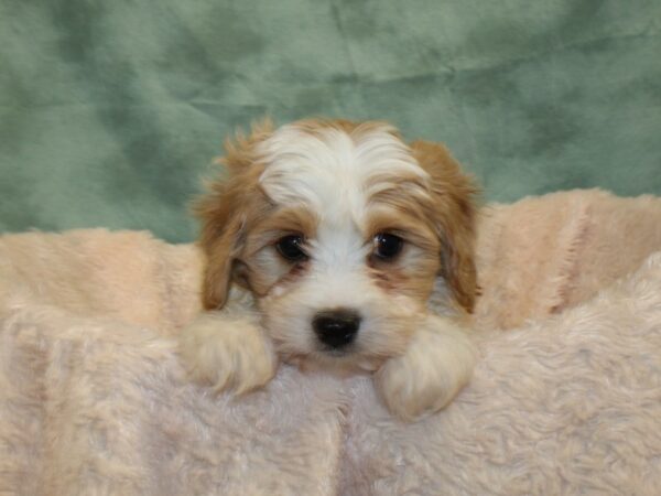 Cavachon DOG Male BLENHEIM 18998 Petland Dalton, Georgia