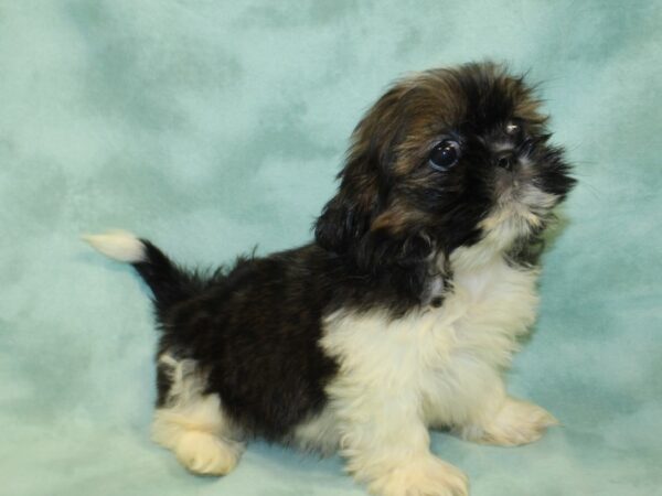 Shih Tzu DOG Female brown white 19000 Petland Dalton, Georgia