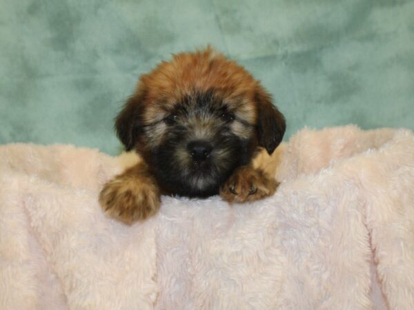 Soft Coated Wheaten Terrier-DOG-Female-Wheaton-18995-Petland Dalton, Georgia