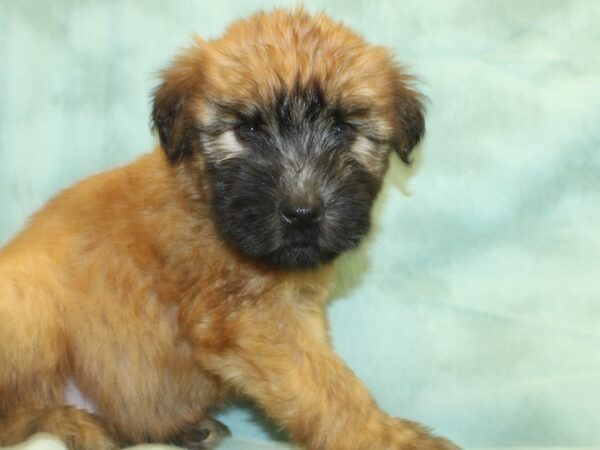 Soft Coated Wheaten Terrier DOG Female Wheaton 18996 Petland Dalton, Georgia