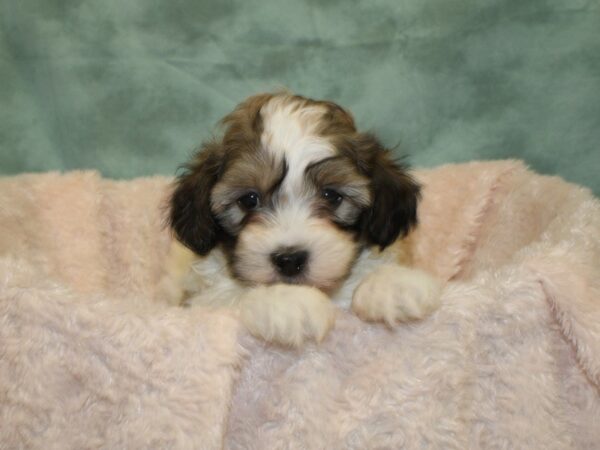 Teddy DOG Male brown white 18999 Petland Dalton, Georgia