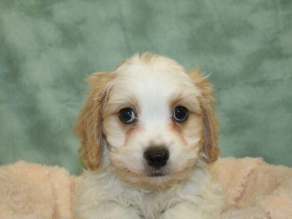 Cavachon DOG Male BLENHEIM 8513 Petland Dalton, Georgia