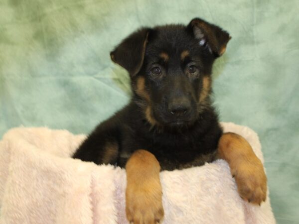 German Shepherd DOG Male Black Tan 8511 Petland Dalton, Georgia