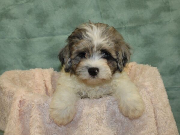 Havapoo-DOG-Male-BLUE MERLE-8516-Petland Dalton, Georgia