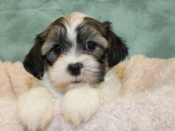 Teddy DOG Female brown white 8514 Petland Dalton, Georgia