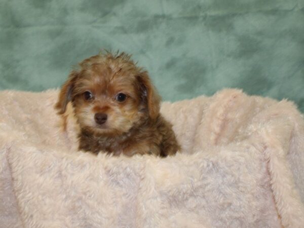 Yorkiepoo DOG Male BEIGE 8515 Petland Dalton, Georgia