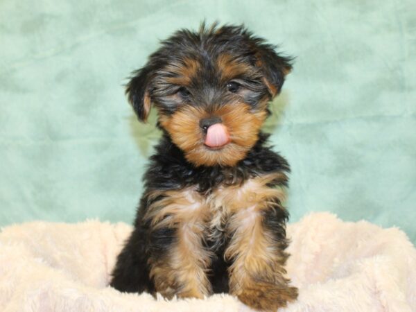 Yorkshire Terrier DOG Male Black Tan 8517 Petland Dalton, Georgia