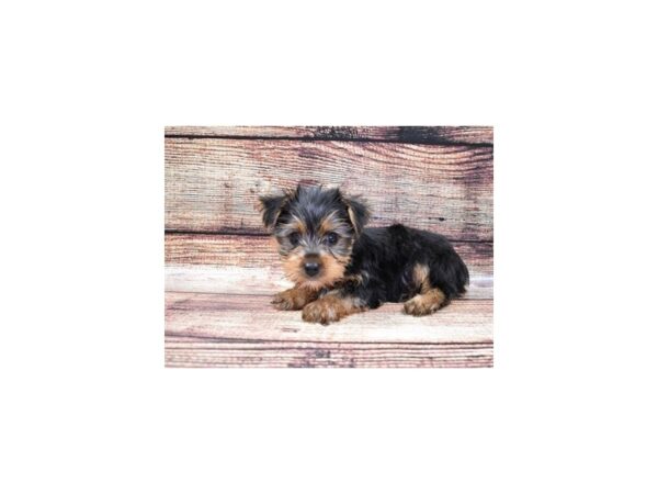 Yorkshire Terrier DOG Male Black and Tan 19009 Petland Dalton, Georgia