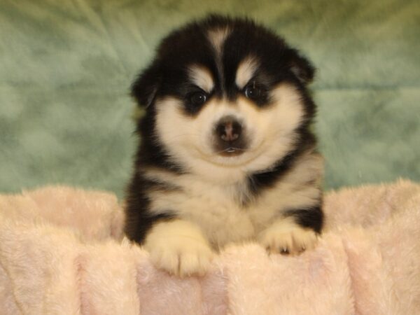 Pomsky DOG Male BLK WH 19003 Petland Dalton, Georgia