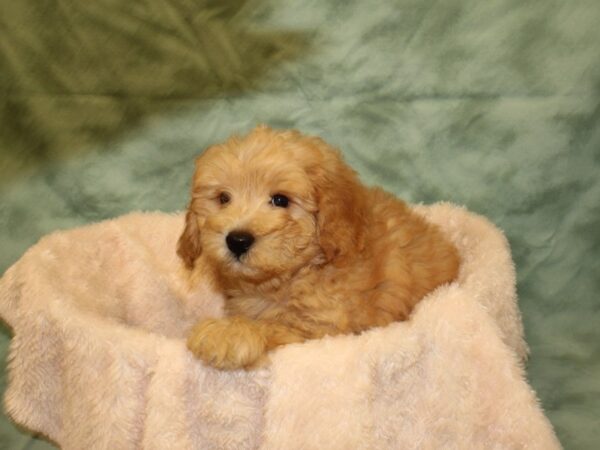 Cavapoo DOG Male LIGHT RED 8522 Petland Dalton, Georgia