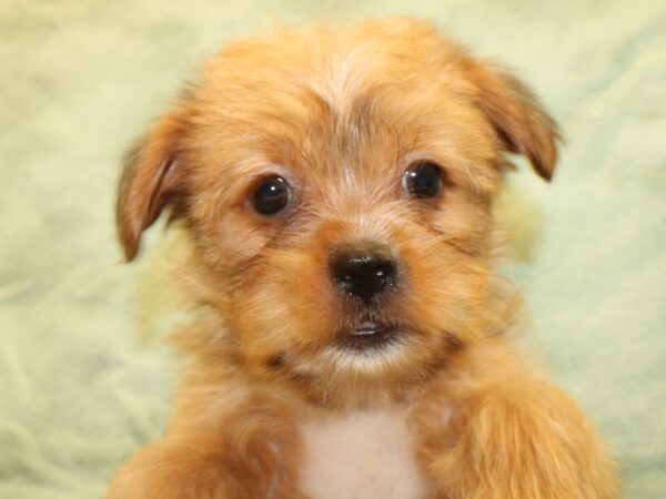 Shorkie-DOG-Female-BEIGE-8521-Petland Dalton, Georgia