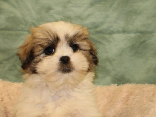 Teddy-DOG-Female-brown white-8520-Petland Dalton, Georgia