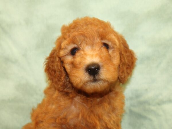 F2 MINI GOLDENDOODLE DOG Female Red 19016 Petland Dalton, Georgia