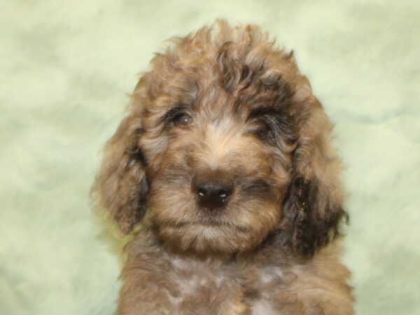 F2 ST Goldendoodle DOG Male Blue Merle 19013 Petland Dalton, Georgia