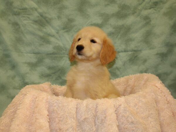 Golden Retriever DOG Female Golden 19012 Petland Dalton, Georgia