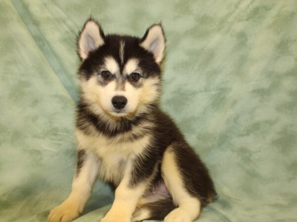 Siberian Husky DOG Female Blk - Wht 19002 Petland Dalton, Georgia