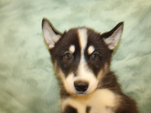 Siberian Husky DOG Male Blk - Wht 19015 Petland Dalton, Georgia