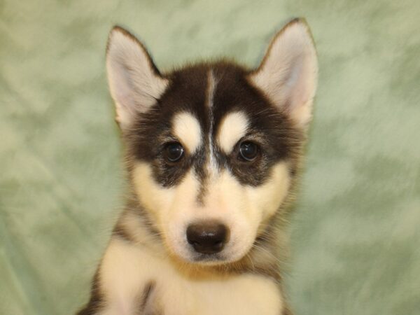 Siberian Husky DOG Female Blk - Wht 19001 Petland Dalton, Georgia