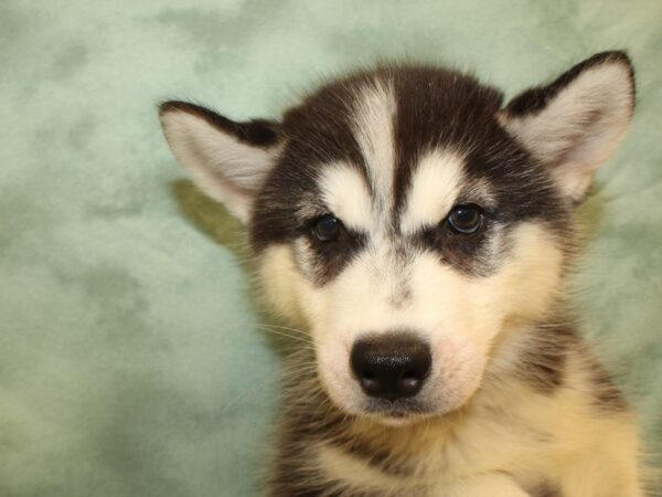 Siberian Husky DOG Female Blk - Wht 19014 Petland Dalton, Georgia