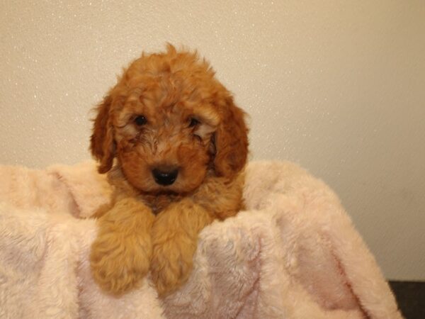 F2 MINI GOLDENDOODLE DOG Male Red 8524 Petland Dalton, Georgia