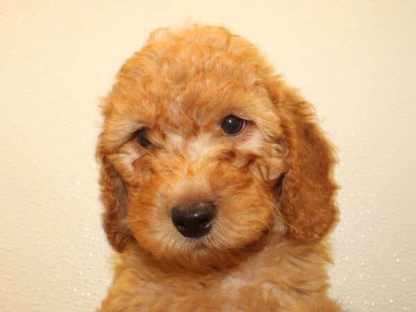 F2 MINI GOLDENDOODLE DOG Male Red 8519 Petland Dalton, Georgia