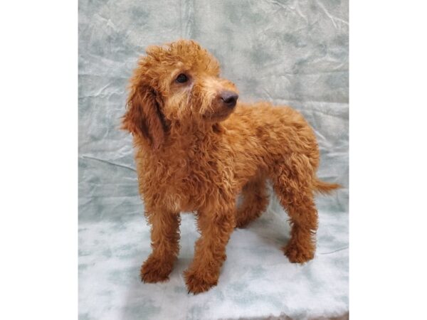 F2 MINI GOLDENDOODLE DOG Female Red 8452 Petland Dalton, Georgia