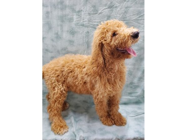 Goldendoodle DOG Male Golden 8477 Petland Dalton, Georgia