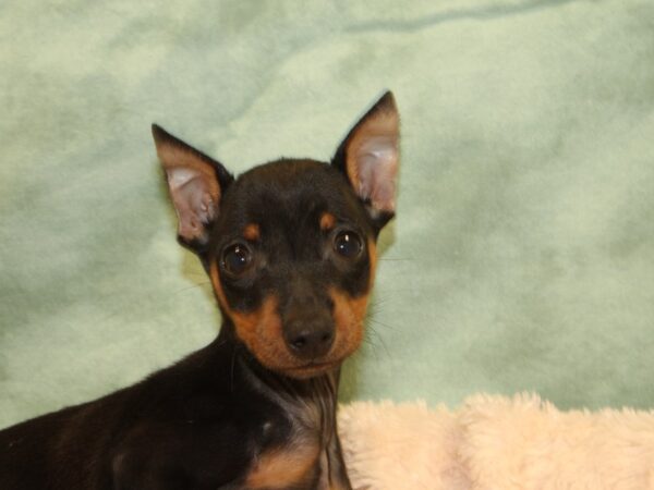 Miniature Pinscher DOG Male Black / Tan 8526 Petland Dalton, Georgia