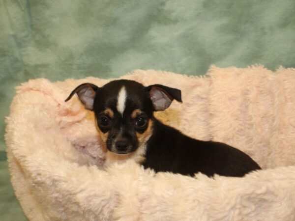 Chihuahua DOG Male Black / Tan 8525 Petland Dalton, Georgia