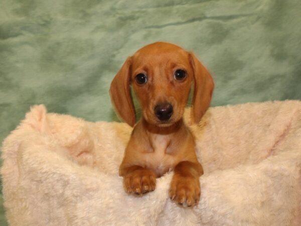 Dachshund DOG Female Red 19020 Petland Dalton, Georgia