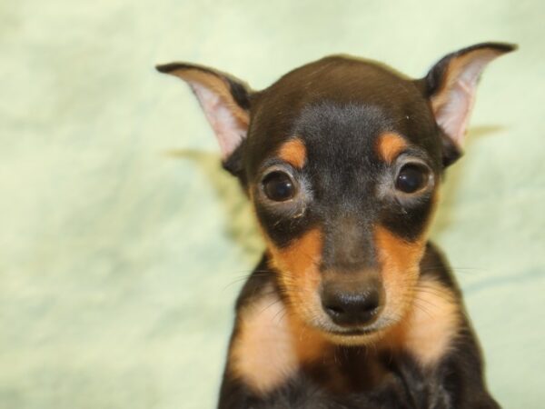 Miniature Pinscher DOG Male Black / Tan 19022 Petland Dalton, Georgia