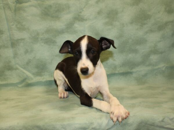 Italian Greyhound DOG Female Black / White 19021 Petland Dalton, Georgia