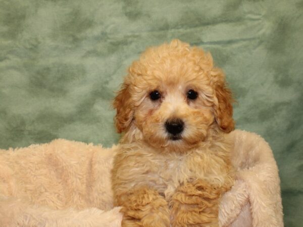 Poodle DOG Male Apricot 19023 Petland Dalton, Georgia