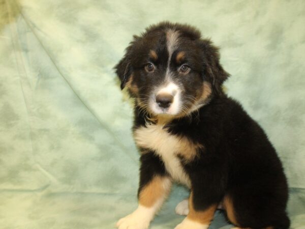 Australian Shepherd DOG Male Black 19018 Petland Dalton, Georgia