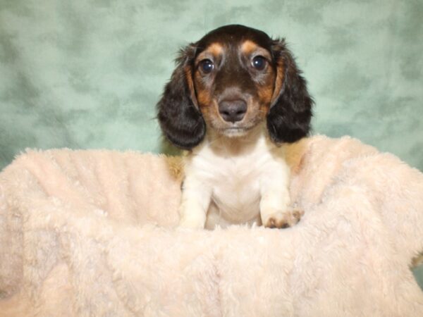 Dachshund DOG Male Black and Tan 19026 Petland Dalton, Georgia