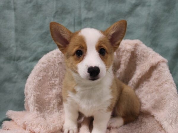 Pembroke Welsh Corgi DOG Female Red 19025 Petland Dalton, Georgia