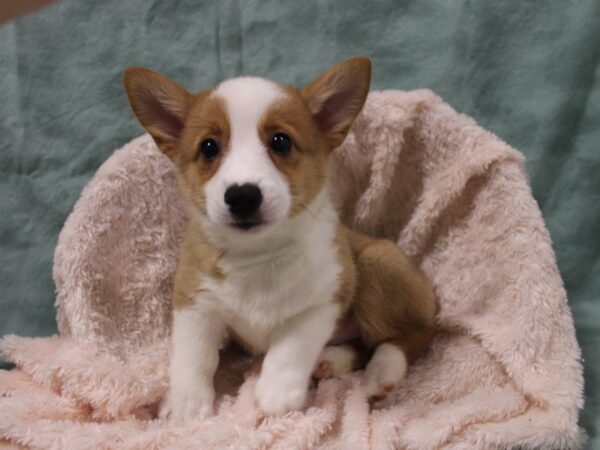 Pembroke Welsh Corgi DOG Male Red 8529 Petland Dalton, Georgia