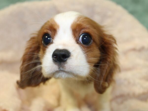 Cavalier King Charles Spaniel DOG Female Blenheim 8530 Petland Dalton, Georgia