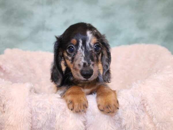 Dachshund DOG Male DAPPLE 19031 Petland Dalton, Georgia