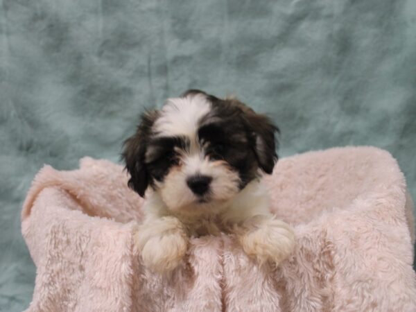 Teddy-DOG-Female-brown white-19030-Petland Dalton, Georgia