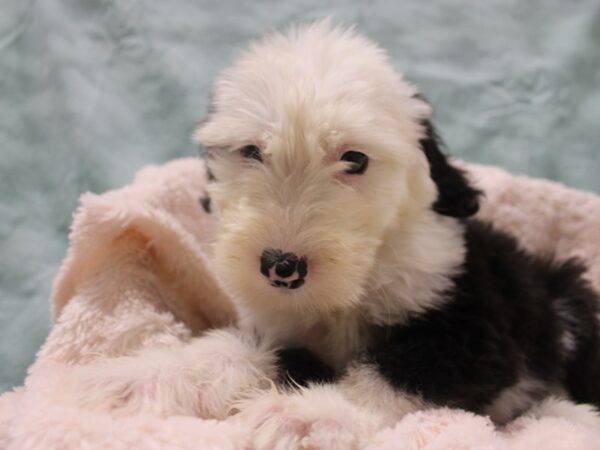 Old English Sheepdog DOG Female Black White 19029 Petland Dalton, Georgia