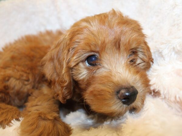 F2 MINI GOLDENDOODLE DOG Male Red 19028 Petland Dalton, Georgia