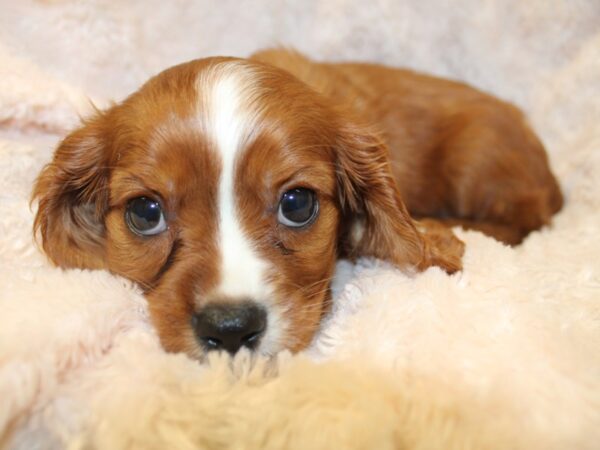 Cavalier King Charles Spaniel DOG Male RUBY 8531 Petland Dalton, Georgia