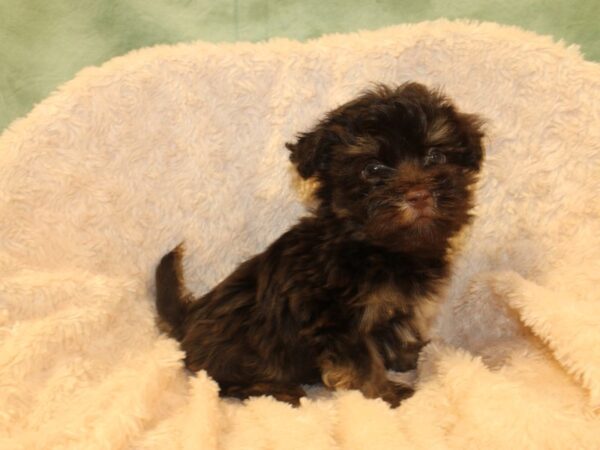 Havanese DOG Male CHOC TAN 8534 Petland Dalton, Georgia