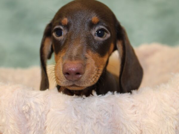 Dachshund DOG Female CHOC TAN 8533 Petland Dalton, Georgia