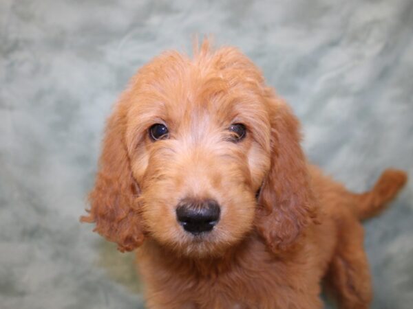 Goldendoodle DOG Female Dark Red 8528 Petland Dalton, Georgia