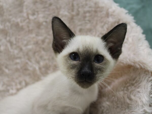 Siamese-CAT-Female-Seal Point-19034-Petland Dalton, Georgia