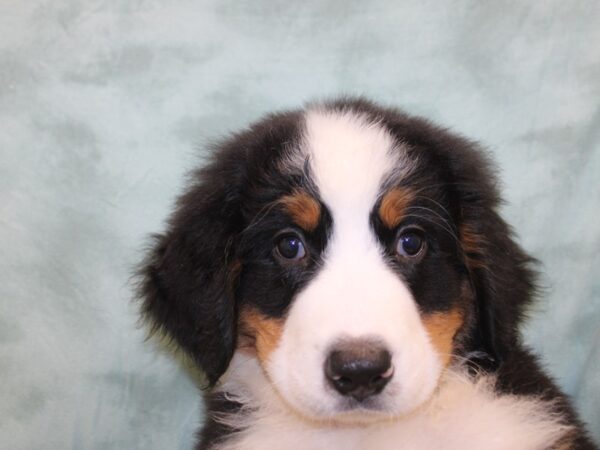 Bernese Mountain Dog DOG Male Black Rust and White 19032 Petland Dalton, Georgia